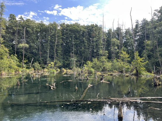 A swamp; green black water, logs, cloudy sky above 