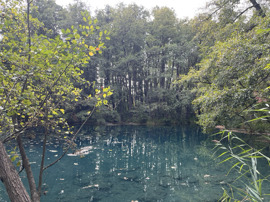 A swamp; turquoise water, many trees 