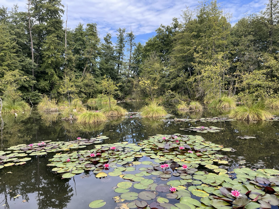 A swamp with purple water lilies 