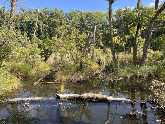 A swamp; green black water, logs, tree, slight sky above 