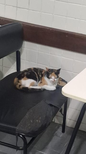 Linda gata tricolor deitada em uma grande carteira (para obesos) de uma sala de aula.
