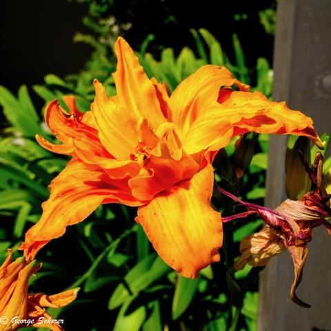 Close-up of a bright orange day-lily, seen from the side, against a background of green foliage.