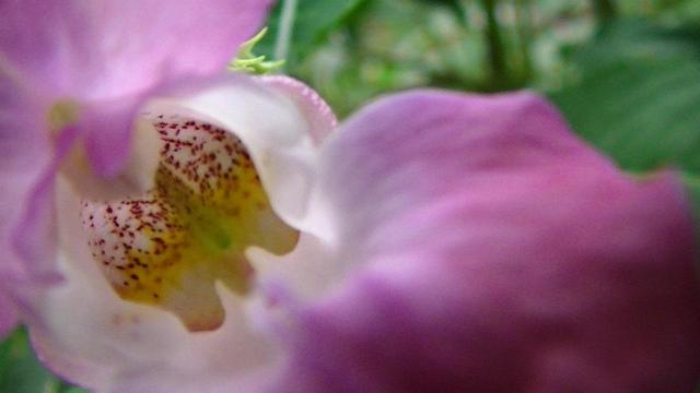 close up of inside the 'mouth' of a pink flower. it looks like it's roaring at the camera it does. looks like a couple of pointy teeth on the bottom jaw. deep red dots on roof of mouth. gradient to green throat. 