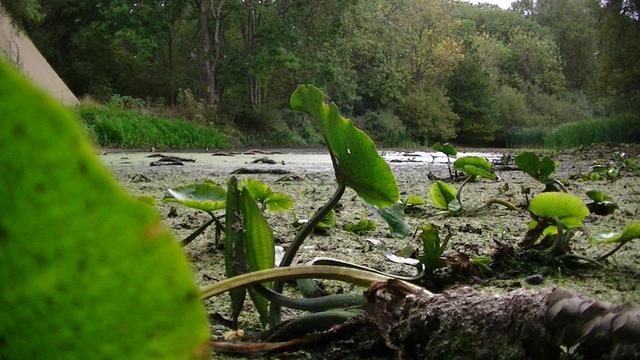 green lily leaves in the foreground on top of mud. and then green pond weed and water. and the woodland in the background. some leaves starting to turn slightly brown. oh and lush green reeds and rushes etc on the banks.