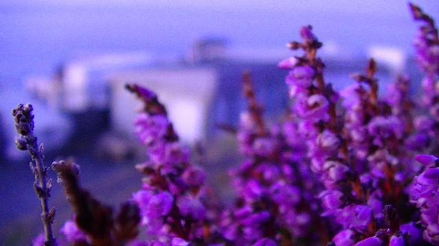 blurry and noisy picture of purple heather in the dim purple light of dusk, giving a soft purple glow to some industrial buildings in the background. i like shit noisy blurry purple snaps, they look good imo.