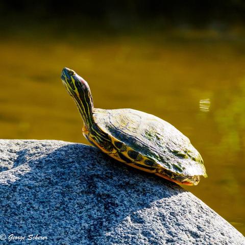 A Pond Slider (turtle), with yellow stripes, is seen in profile, sitting on a gray rock in the sun.   The turtle's legs are retracted into its shell, and its head is raised.
