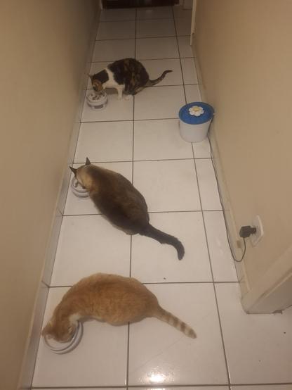 Em um corredor ladrilhado de um apartamento, vemos três gatinhos cada um comendo em um pratinho. Vemos também uma fonte de água para pets em formato de vaso com flores.