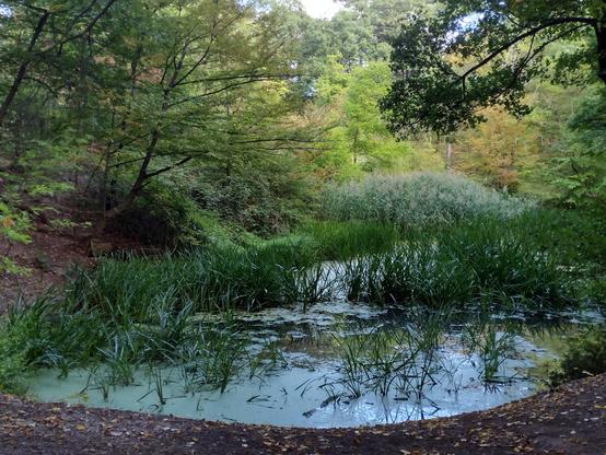 Eine kleine Wasserfläche inmitten von Laubbäumen. Im Teich wachsen unterschiedliche Gräser und Wasserpflanzen, der umgebende Wald ist bereits leicht herbstlich verfärbt. Wienerwald
