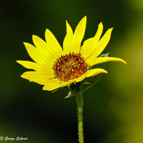 Close-up photo of a bright yellow sunflower, on a prickly green stalk, against an out-of-focus light and dark green background.