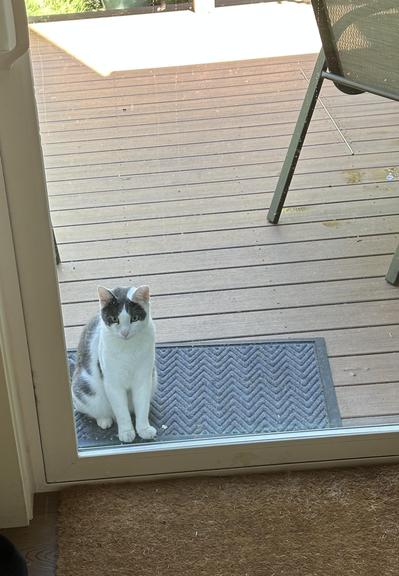 Gray and white cat looking in at the corner of sliding glass door
