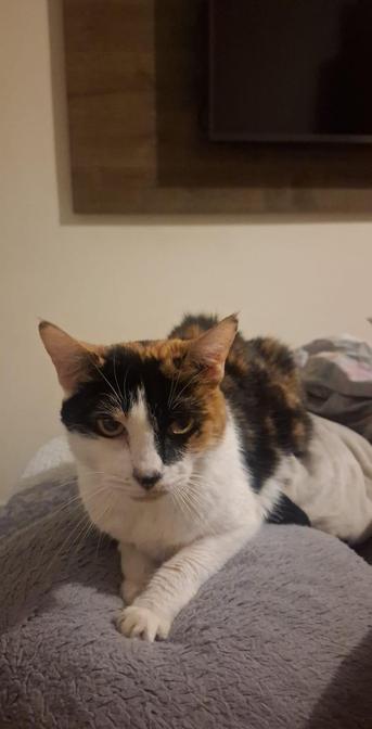 Linda gatinha tricolor olhando diretamente para a câmera. A pata dela, totalmente branca, está em cima de uma almofada cinza, o que sugere que ela está afofando.