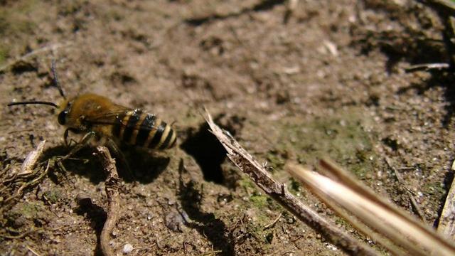 an orange fuzzy be next to its hole. it looks a bit like a honey bee only the abdomen is more wasp shapes and 5 thin orange stripes. i think the antennae look longer too.