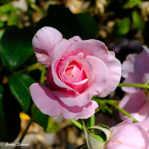 Close-up of a pink rose, with water droplets on some of the leaves.  The background is out-of-focus garden greenery.