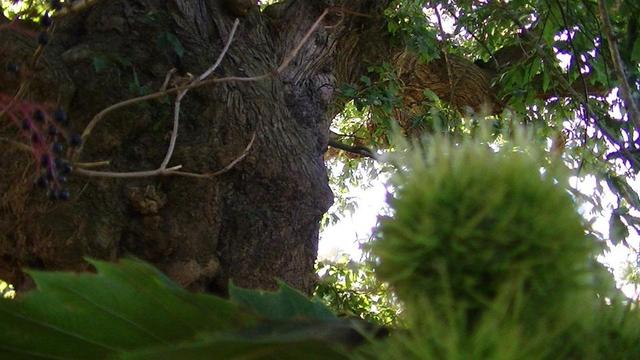 the thick trunk and twisted bough of a chestnut tree. green spikey chestnut pod in the blurry foreground. and blurry elderberries on the left. there is a couple of small elder trees growing under the chestnut.