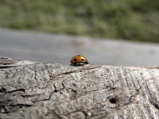 I am going to assume that you are not stupid and can guess from context what this image might represent

it's a ladybug 

okbye