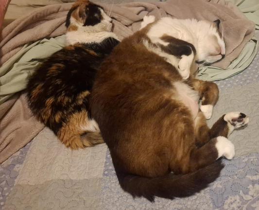 Fornecido por @altbot, gerado localmente e de forma privada usando Gemma4:26b

Dois gatos deitados lado a lado sobre mantas e lençóis. À esquerda, um gato com manchas pretas, laranjas e brancas. À direita, um gato com pelagem marrom e partes brancas. Os animais estão sobre cobertas em tons de verde claro e bege, sobre um lençol azul claro com padrões.

🌱 Energia utilizada: 0.162 Wh