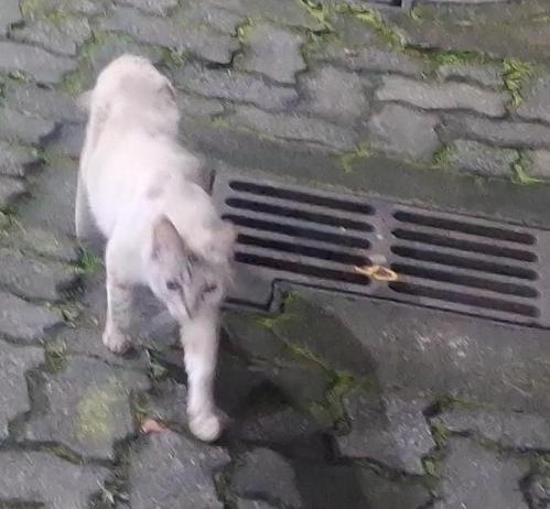 Fornecido por @altbot, gerado localmente e de forma privada usando Gemma4:26b

Uma foto de um gato de pelagem clara caminhando sobre um pavimento de pedras cinzas. O animal está posicionado à esquerda da imagem, voltado para a parte inferior. Ao lado do gato, há uma grade de metal de um bueiro no chão. O pavimento é composto por pedras irregulares com pequenos crescimentos de musgo verde entre as frestas.

🌱 Energia utilizada: 0.133 Wh