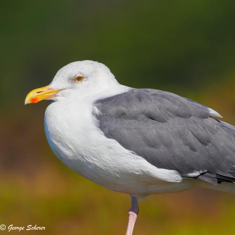 Closeup of a seagull, seen in profile, with yellow beak, white feathers on its head and chest, and gray feathers on its back and wings.
