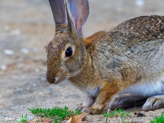 Closeup of the head and shoulders of a cottontail rabbit, seen mostly in profile, looking toward the camera.