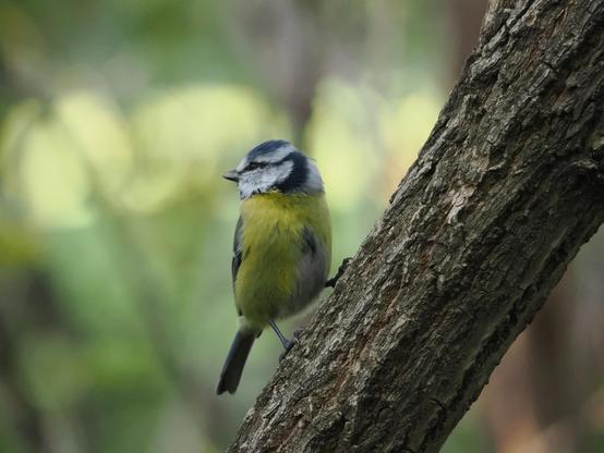 Eine Blaumeise sitzt auf dem Ast von einem Holunderbusch, sie schaut sich sozusagen über die eigene Schulter. 