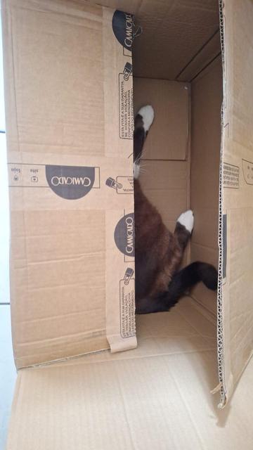 Caixa de papelão da Camicado semi-aberta. Parcialmente escondido dentro dela, vemos um gato escuro de patas brancas. A impressão é de que esse gato é que chegou dentro desse pacote da Camicado.