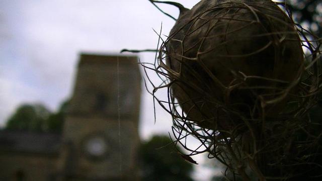 a seed pod in a nest of spiky root like stuff. there is a thread of spiders web attached to the top of the pod going down towards the ground. church in the background. late evening, darkish cloudy sky