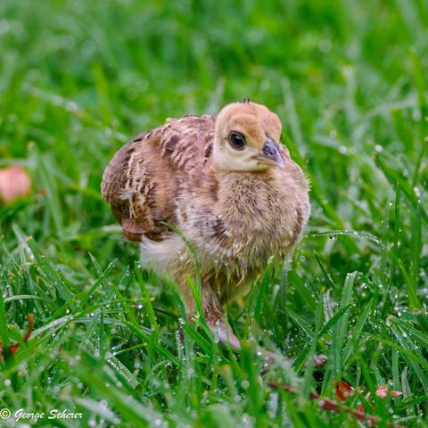 A tiny peachick, covered in various shades of tan feathers, is walking toward the camera through tall, wet grass.