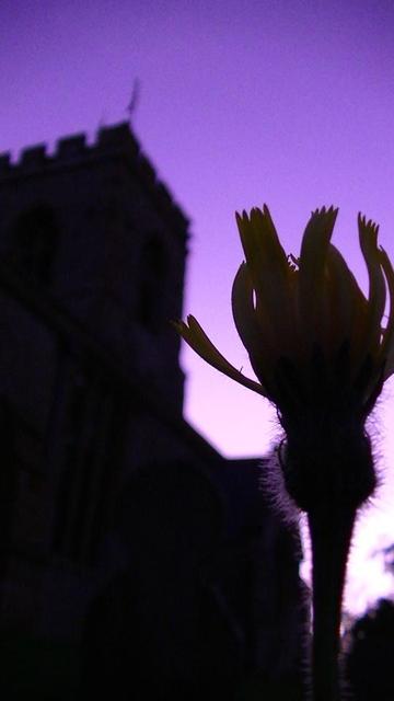 a cloudless purpley dusk sky, with a medieval church tower in the background on the left. a silhouette of a yellow wildflower closing for the night in the foreground on the right. it has a hairy stem. maybe Rough Hawkbit. clear sky but still quite a warm night.