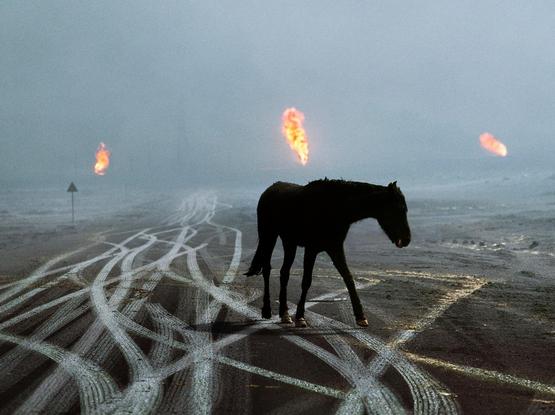 horse on the tracks, flame in the distance, Al Ahmadi oil field, Kuwait, 1991. by steve mccurry