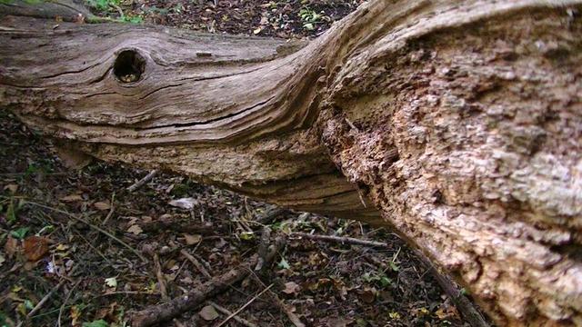 a closer view of a fallen tree, no bark. twisted splits along grains. eye like hollow knot. a bough half eaten by insects juts out towards camera.