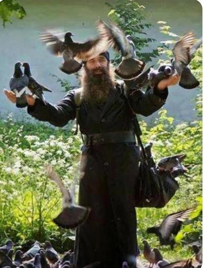 pigeons