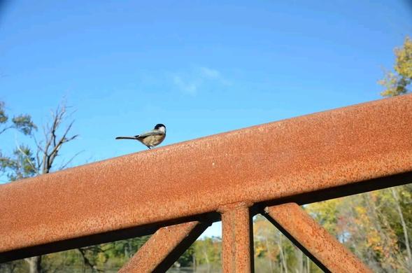 Chickadee on bridge