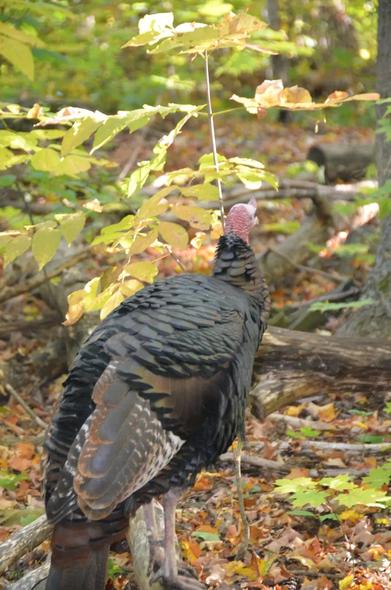 One large turkey taking a stroll with three of his friends on the path.