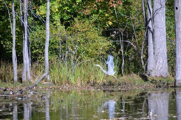 Heron taking off.  Unfortunately I had only a 200mm lens.