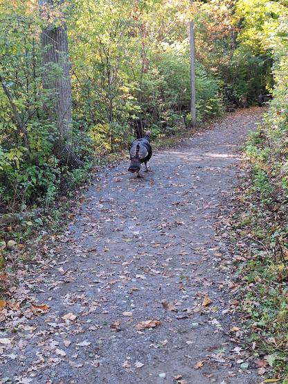 Another of the turkey taking a walk on the path.