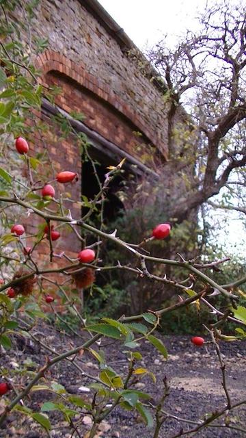 a barn doorway with an elder tree growing out of it. barn is of limestone rubble with a big arched doorway then filled in with red brick to make a smaller sliding doorway. i think it was sliding anyroad. i should check. dog rose with red berries in the foreground.