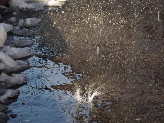 Eine Outdoor-Szene auf dem Gehsteig, links liegen einige Reste von schmelzenden Schneeresten, in der Mitte Wasser über dem Straßenbelag. Dort gibt es eine Stelle wo das Wasser vom Boden nach oben spritzt, weil Schmelzwasser von einem Dach auf den Boden trifft. Diese Stelle ist auch von der Sonne beleuchtet, so dass man die Wassertropfen als helle Striche im Bild sehen kann. Es wirkt fast wie eine kleine Explosion. 