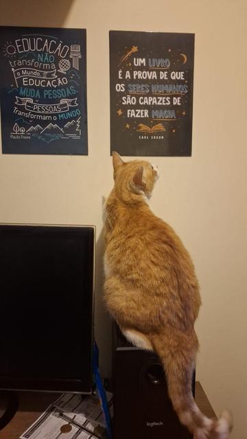 Fornecido por @altbot, gerado localmente e de forma privada usando Gemma4:26b e posteriormente editado pelo autor do toot.

Uma foto de uma gata laranja e branca sentada em cima de uma caixa de som preta, olhando para um cartaz na parede. O gato está de costas para a câmera, posicionado sobre uma caixa de som da marca Logitech. À esquerda, um cartaz preto exibe o texto: "EDUCAÇÃO NÃO transforma o Mundo, EDUCAÇÃO MUDA PESSOAS. PESSOAS transformam o MUNDO" indicando a autoria de "Paulo Freire". À…