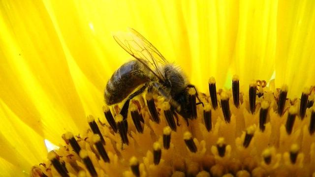 close up of a honey bee inside a sunflower illuminated by sunlight behind. early august 2026.
