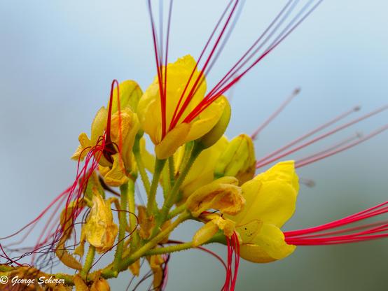 Close-up photo of a bunch of yellow flowers with very long bright red stamen against a light blue background.