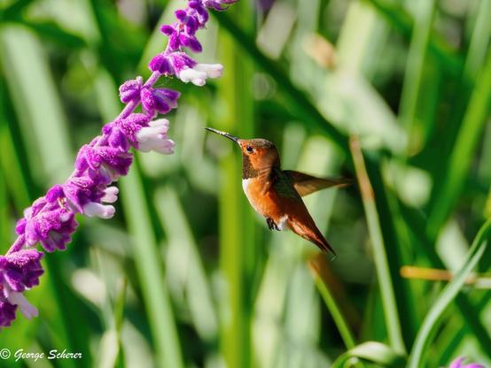 A tiny orange and red hummingbird is flying up to a branch covered in pink and white sage flowers, against an out-of-focus background of green leaves.