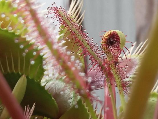 Cape sundew leaf curled around a fly. Venus flytraps are visible in the foreground and background. The sundew's leaves nectar glisten in the morning sun.