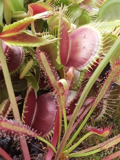 Small cape sundew surrounded by Venus flytraps. The morning sun reflects of the inside of traps, showing the trigger hairs, and the nectar of the sundew leaves.