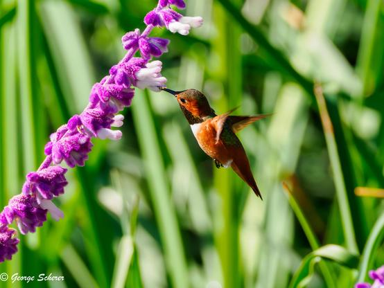 A tiny orange and red hummingbird is sipping nectar from a white flower on a branch covered in pink and white sage flowers, against an out-of-focus background of green leaves.