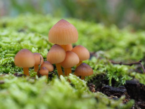 Eine Gruppe von kleinen orange-braunen Pilzen auf einem mit hellem Moos bewachsenen Untergrund.