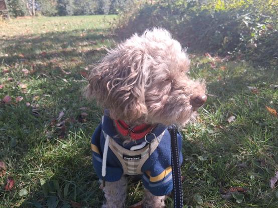 A toy apricot poodle facing camera with his head turned to his left. He is wearing a blue and yellow hoodie over which is his harness. He is sitting on the grass which is still green.