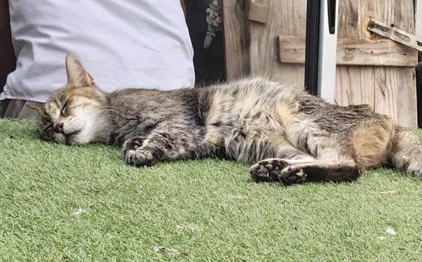 A cat. Very asleep 