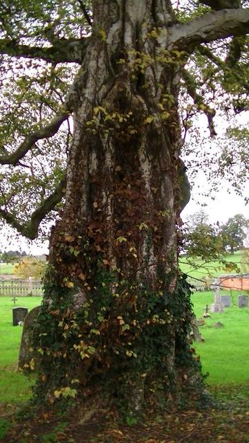 an old silver birch trunk with very wide bottom an narrows an unusual amount with trunk height. it is very gnarly. it is in a graveyard. little ivy.