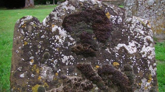 a limestone gravestone covered in yellow and white lichen, there is some moss reddish green that looks a bit like a scull in the center and sort of knotting lower down. whatever carving and / or epitaph was there is long gone. weathered away. vanished.
centuries of wind, rain, frost....